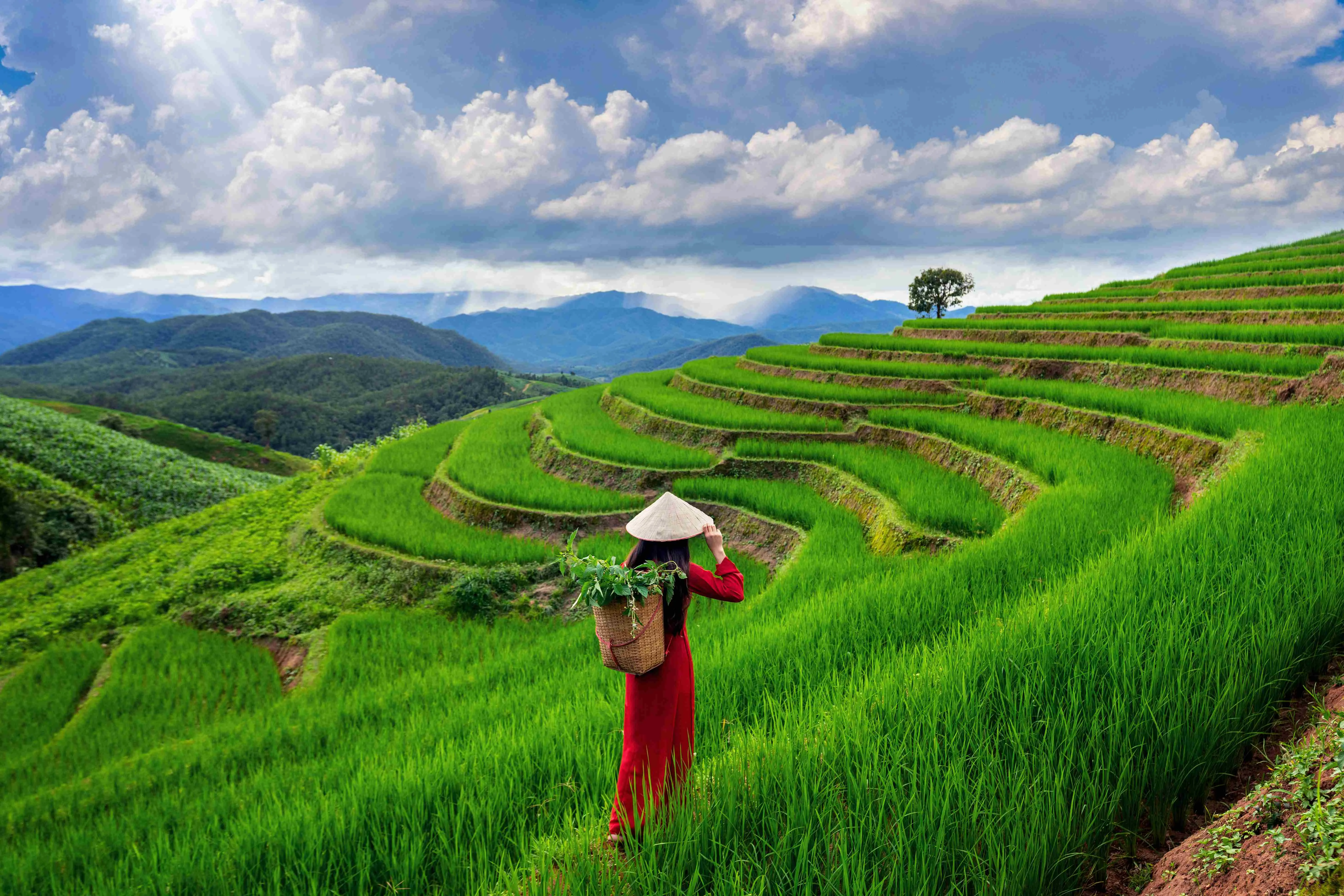 asian-woman-wearing-vietnam-culture-traditional-rice-terrace-ban-pa-bong-piang-chiangmai-thailand_11zon.webp