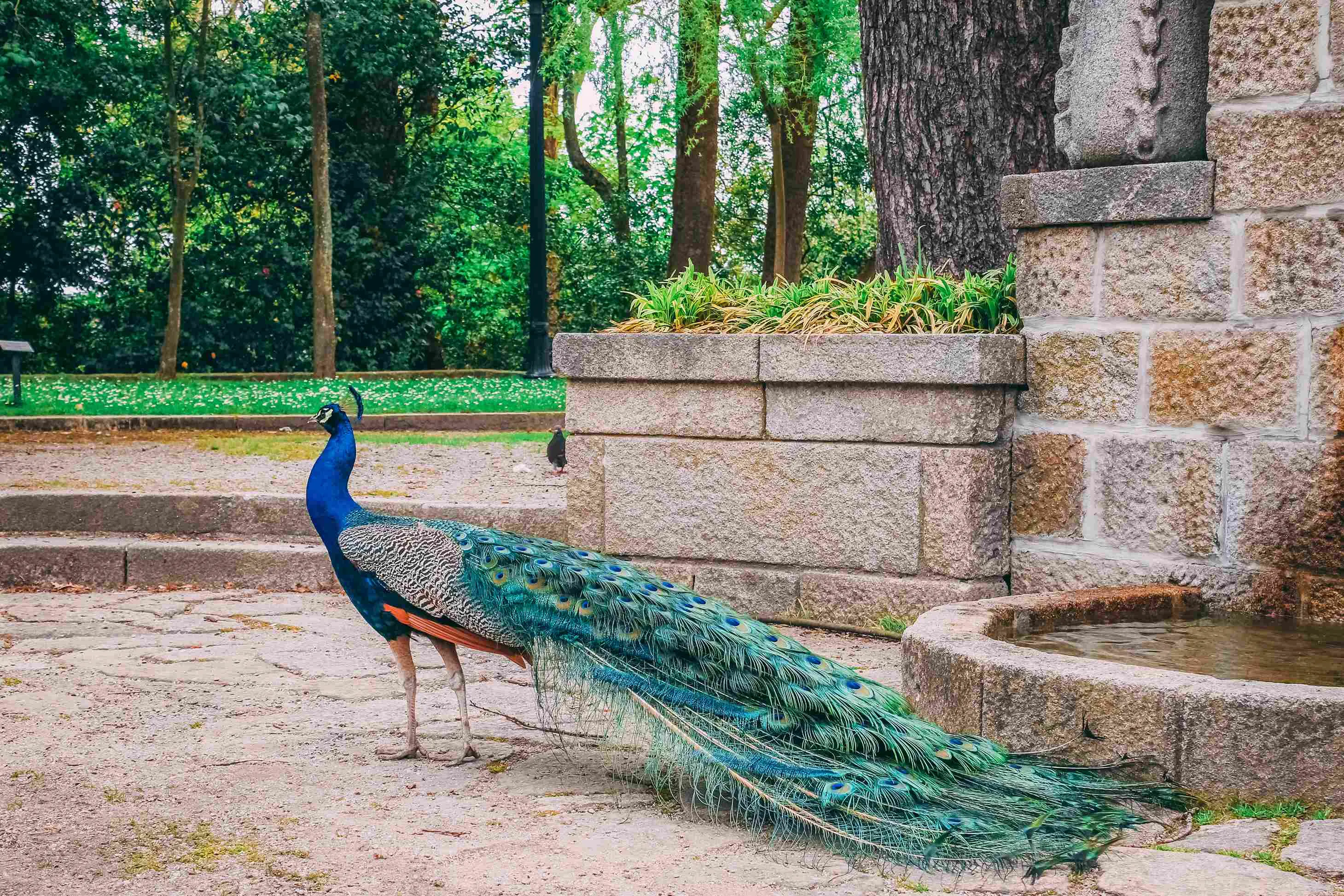 closeup-shot-beautiful-peacock-park-daytime_11zon.webp