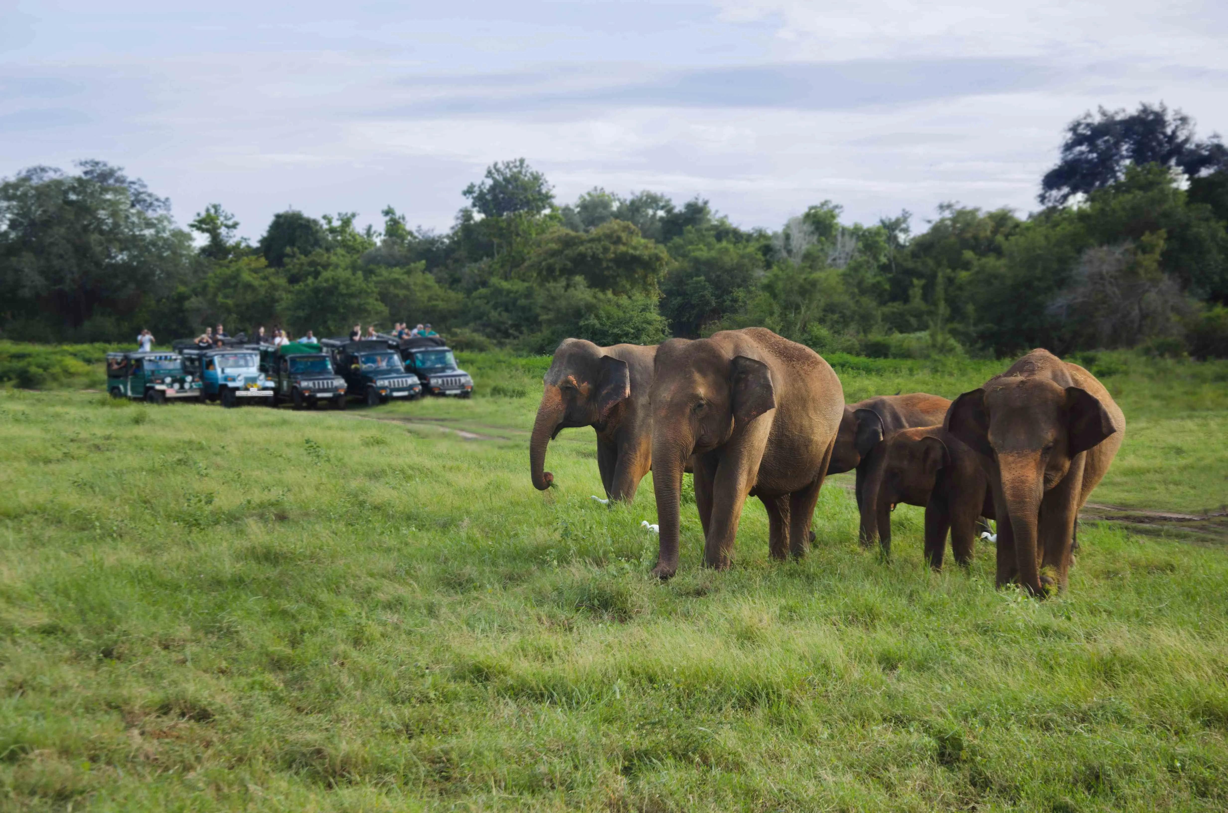group-asian-elephants-sri-lanka_11zon.webp