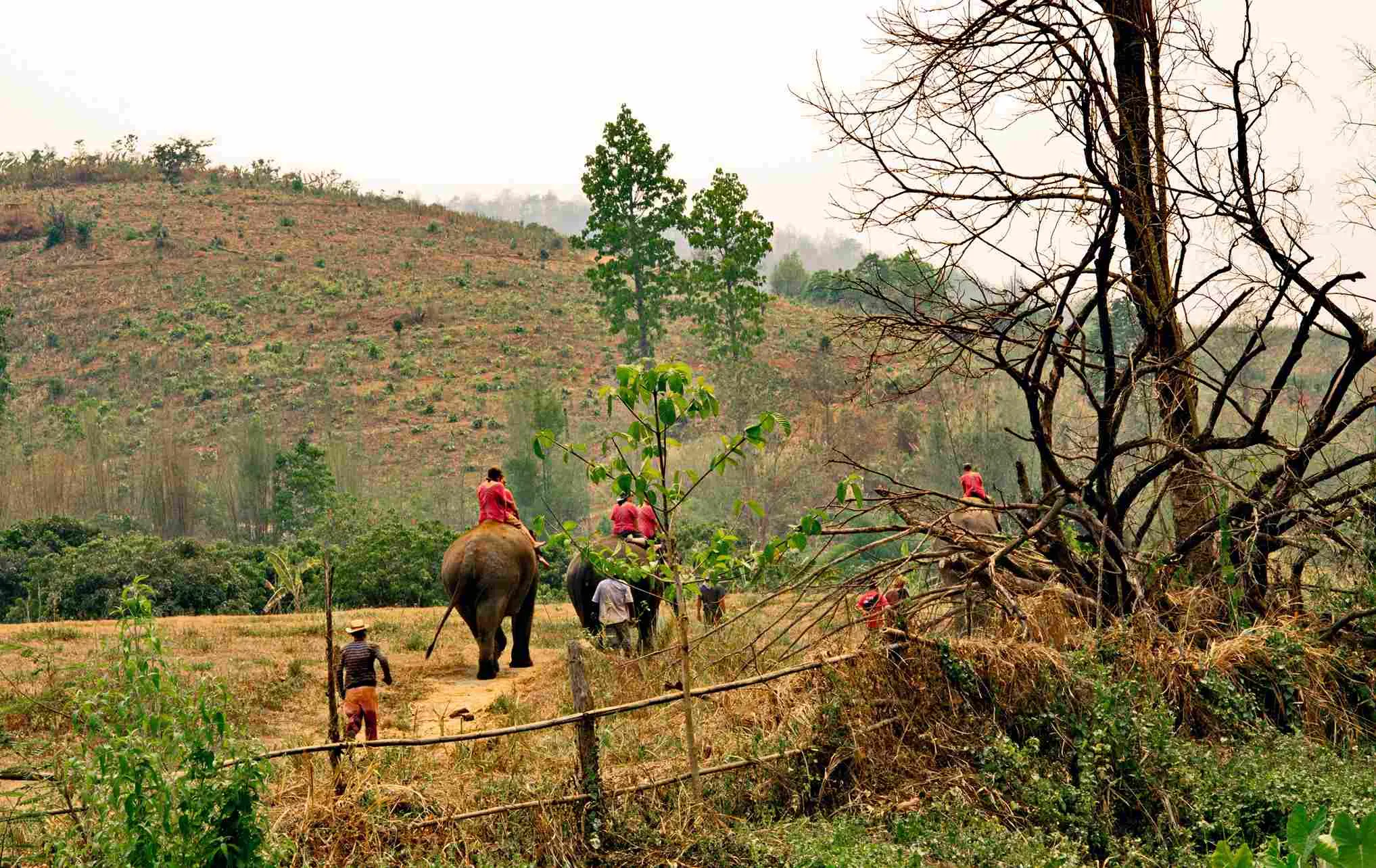 people-riding-elephants-forest_11zon.webp
